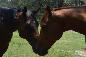 Sat Dec 22nd Upcoming Volunteer Orientation