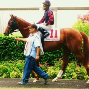 Education and Equine Therapy