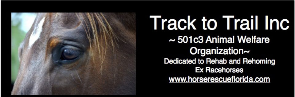 Hay and Feed Assistance for Collier County Horse Owners