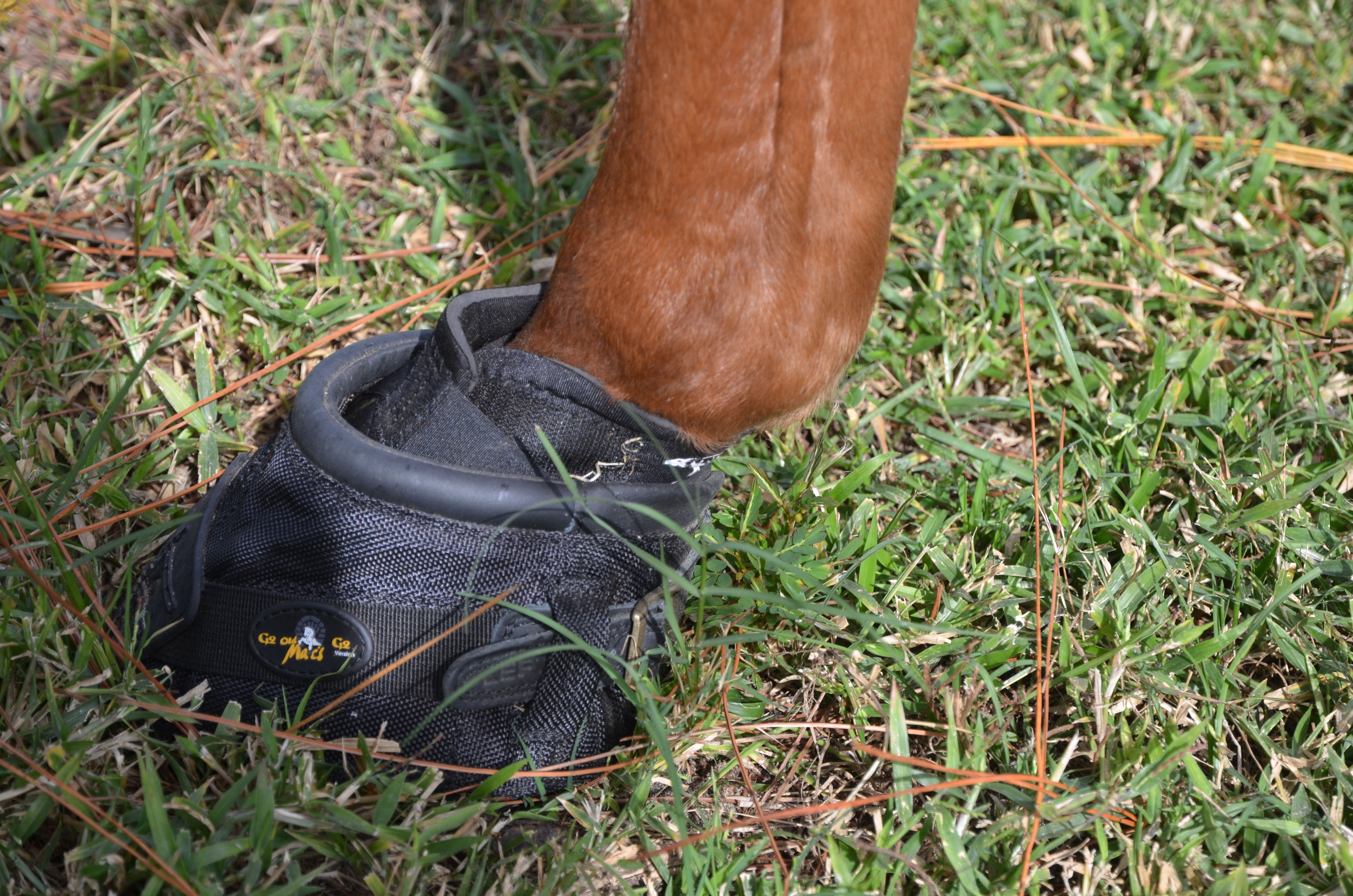 Fixing Feet- We bought 6 tons of fresh sand, new Boots for Wiley and some anti-inflamatory meds