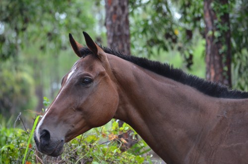 Astounding Spirit, available for Sponsorship!