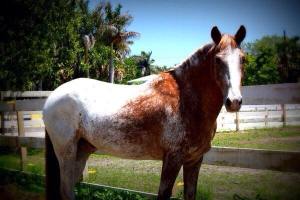 11295716_10152900770190893_6730032621548549704_n