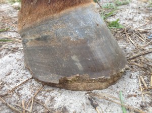 Introduction to Barefoot Trimming Sunday Feb 15th 2015 at  10am