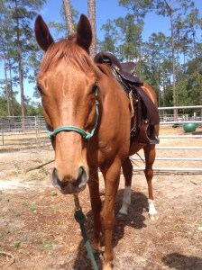 Riding Bitless- Riding Clinic w Claire Gogan June 27th  1-3pm