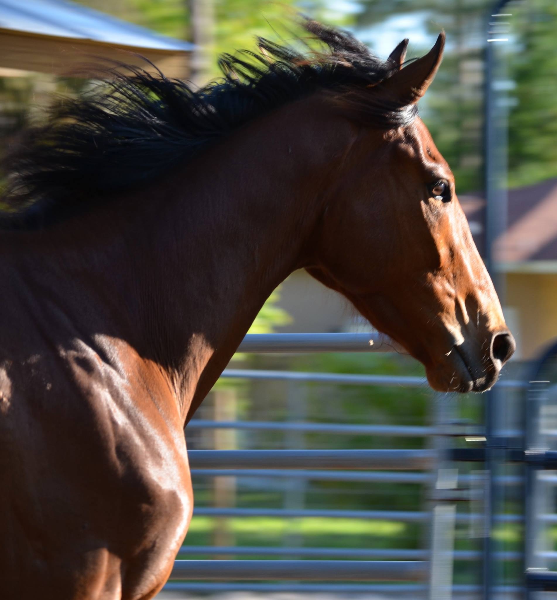 Hunter Pace Sat Feb 25th 2017