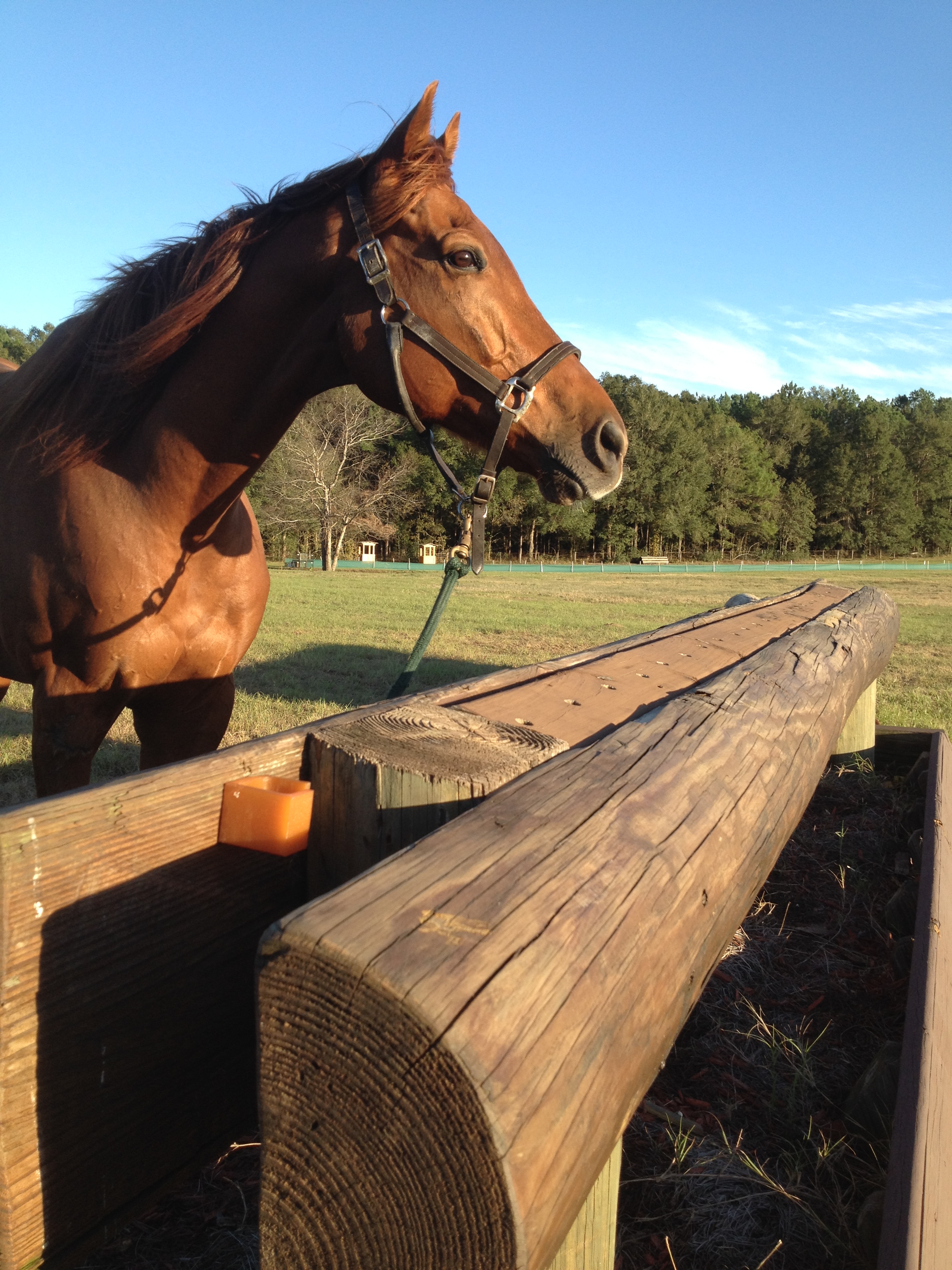 New Barn Party/BeMer Demo/Tacos