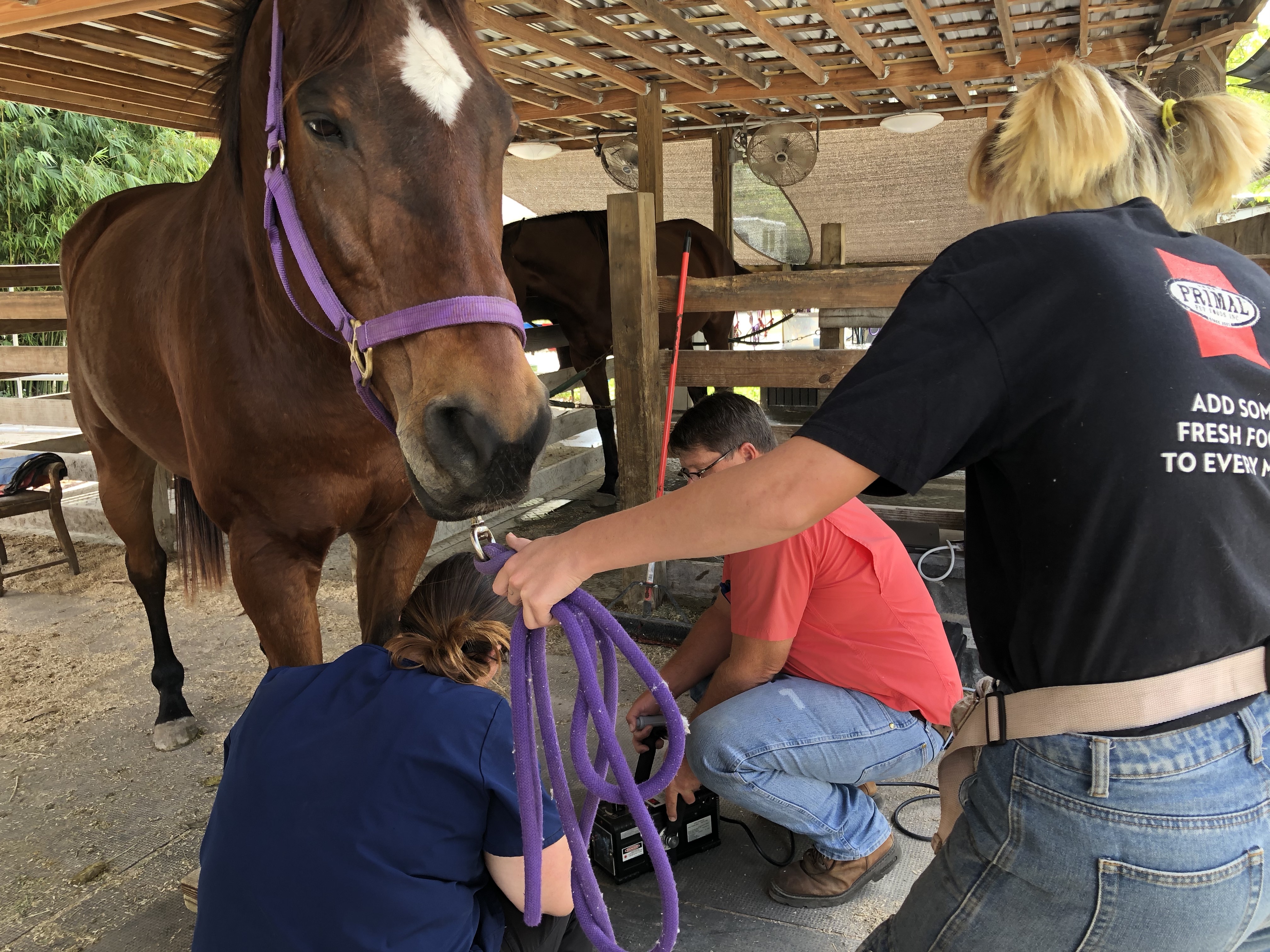 Working in the Horse Industry