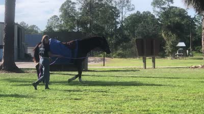 Transitioning a horse from Track to Trail to their new home