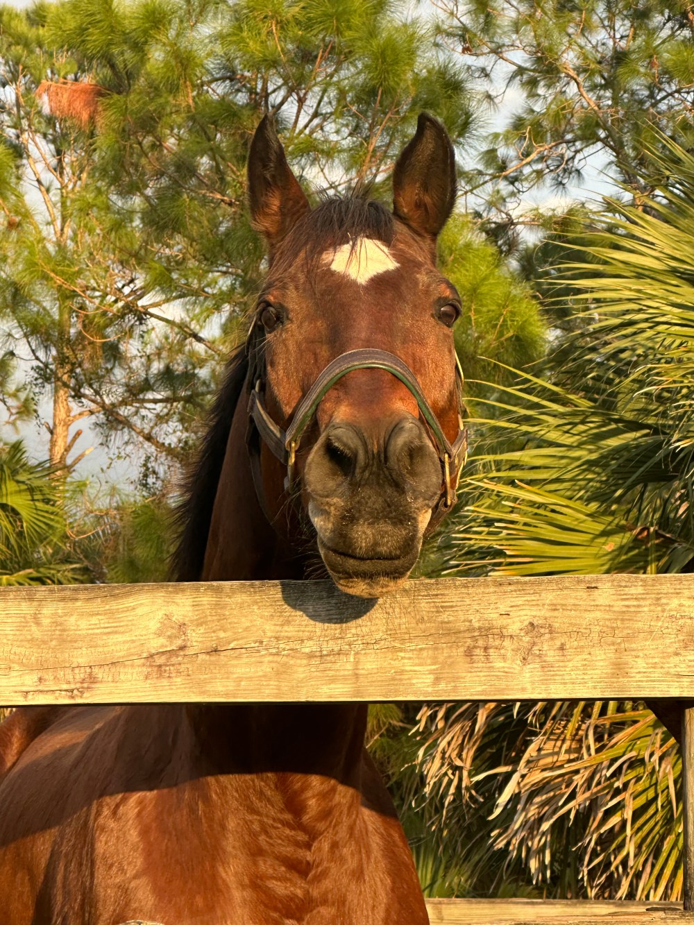 Love racing, hate racing, or are you stuck in the middle?