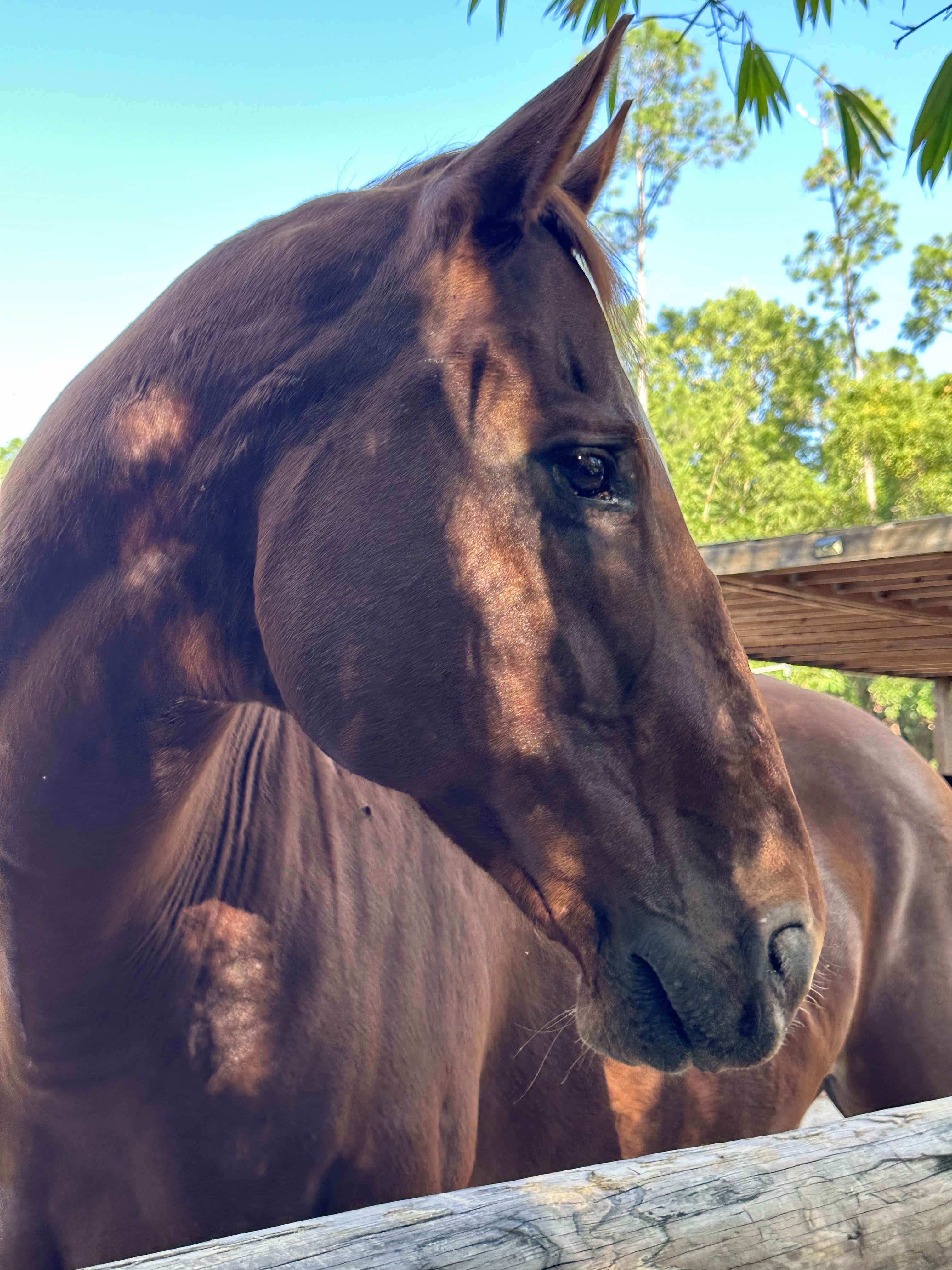 Thoroughbreds – beautiful and kind
