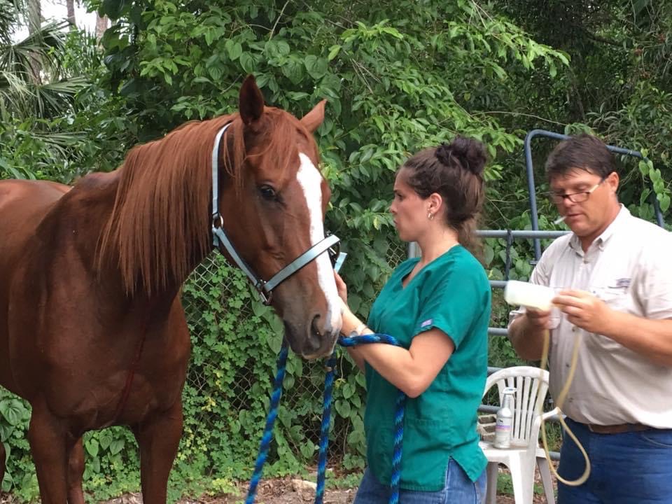 Horse Emergencies and your Vet