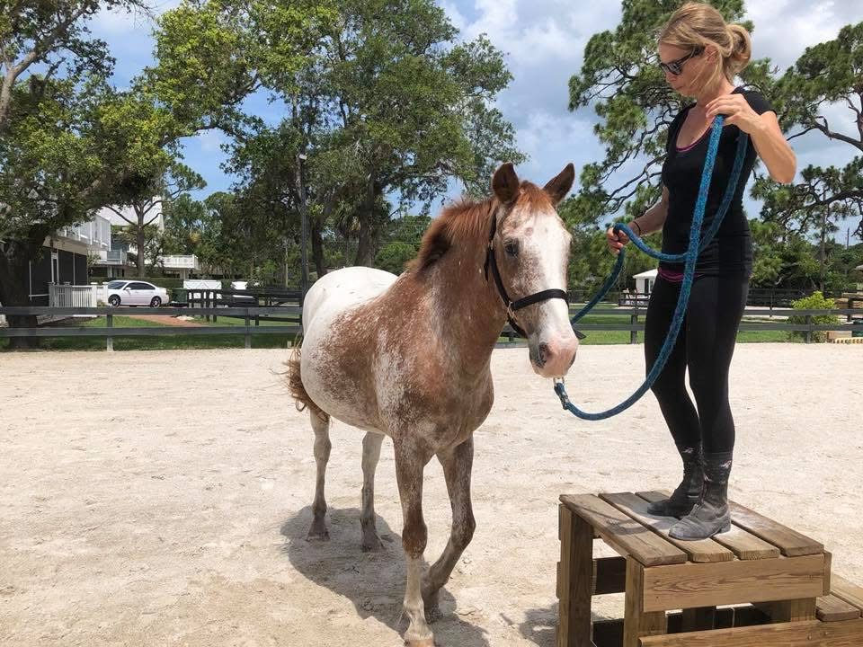 When you get an Appaloosa instead of a Thoroughbred When you get an Appaloosa instead of a Thoroughbred